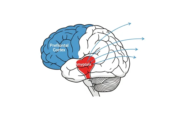 Brain regions interacting: amygdala and PFC